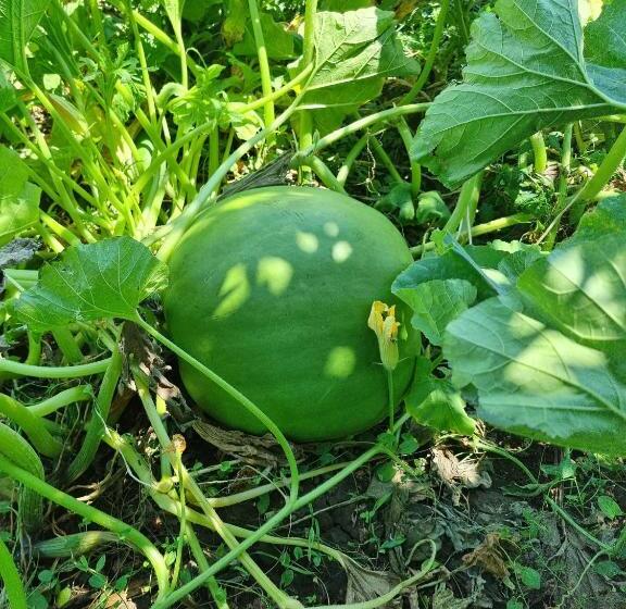 پانسیون Balabani Local Stay