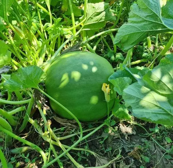 پانسیون Balabani Local Stay