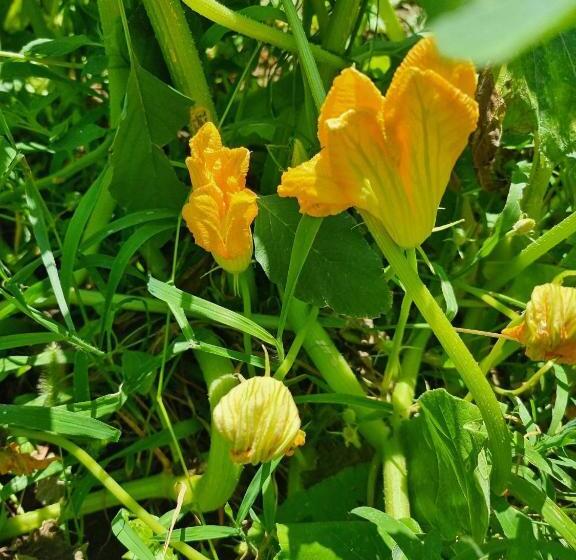 پانسیون Balabani Local Stay