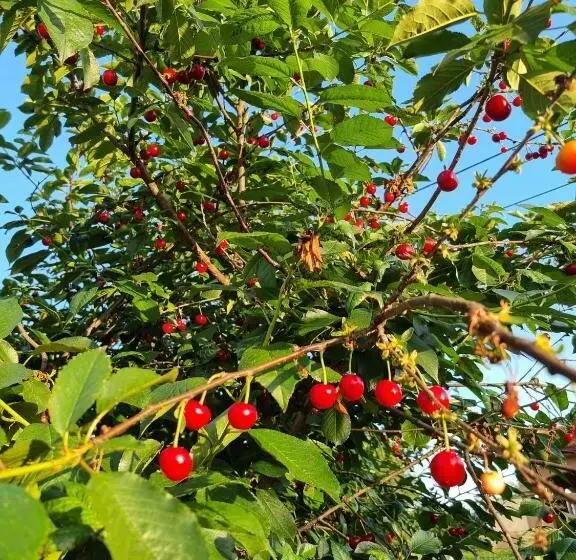 پانسیون Balabani Local Stay