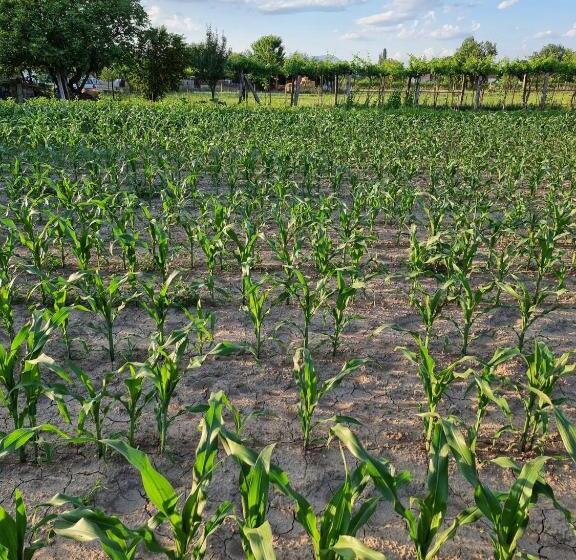 پانسیون Balabani Local Stay