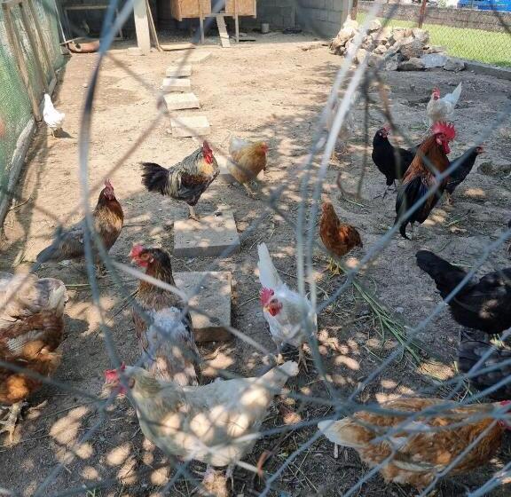 پانسیون Balabani Local Stay