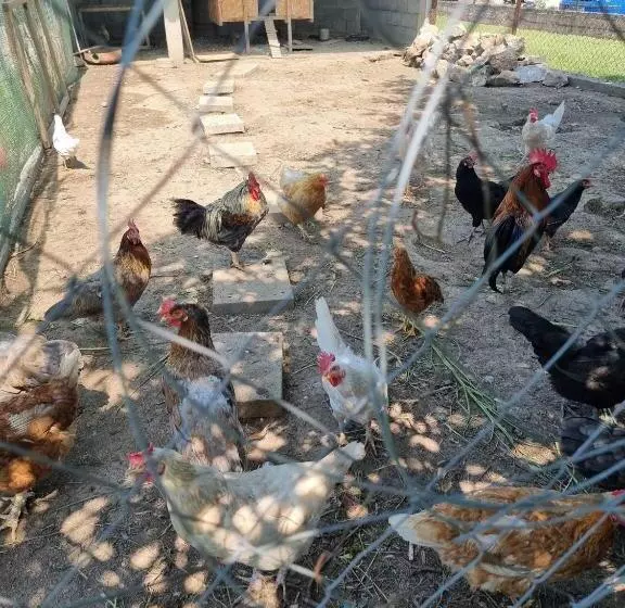 پانسیون Balabani Local Stay