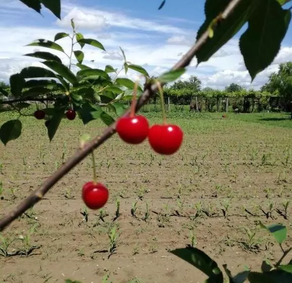 پانسیون Balabani Local Stay