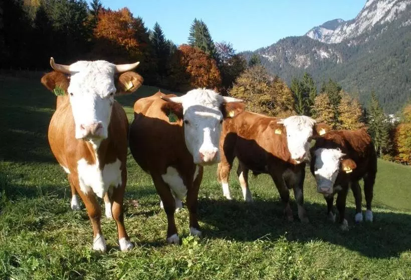ホテル Pension Scheuerbichl