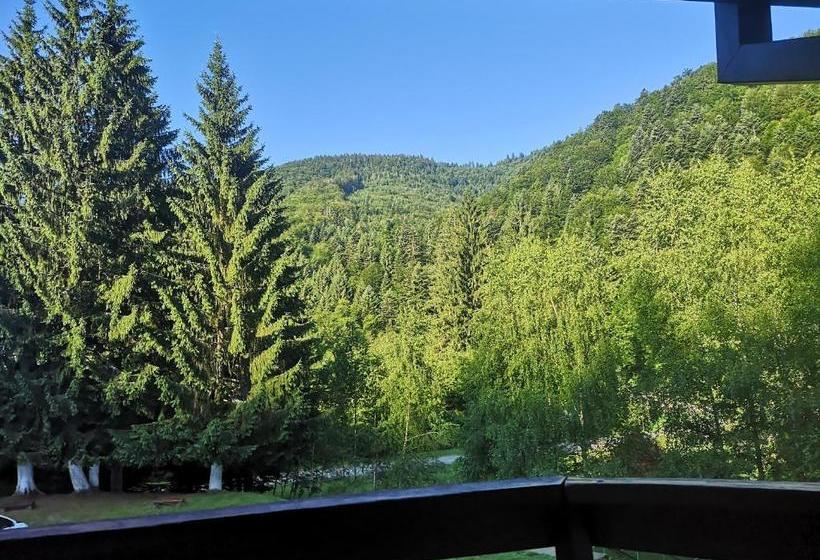 Отель Floarea Reginei