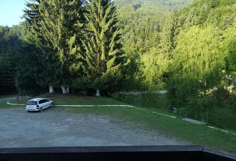 Отель Floarea Reginei