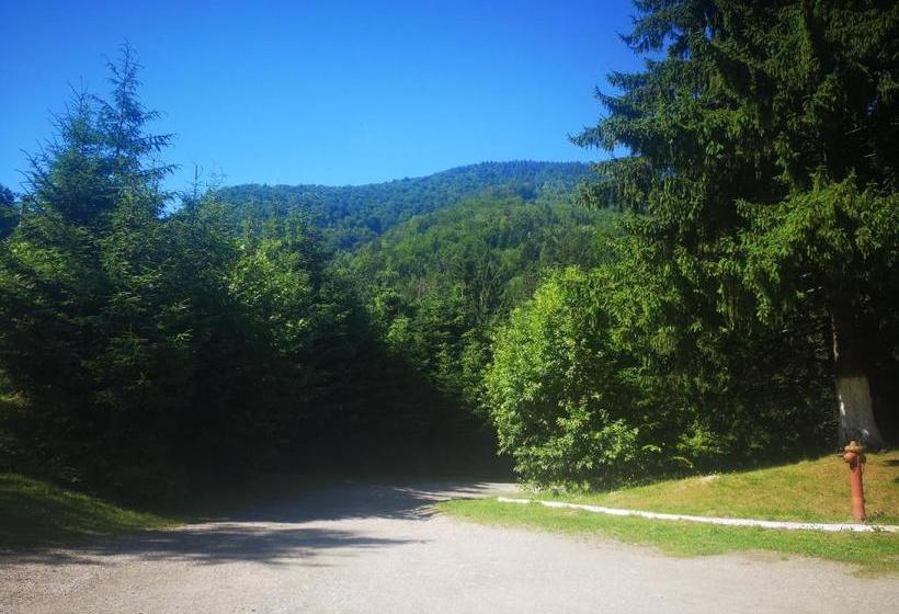 Отель Floarea Reginei