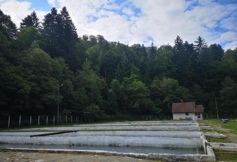 Отель Floarea Reginei