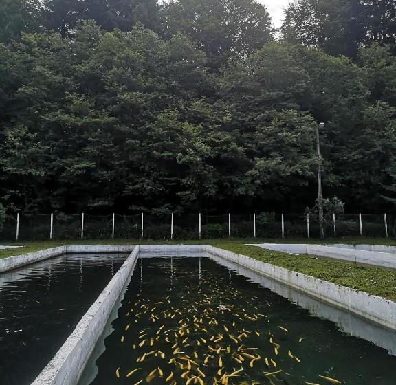 Отель Floarea Reginei