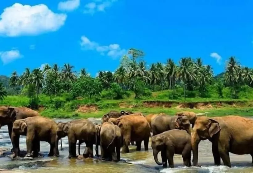 Hotelli Sigiriya Kingdom Resort