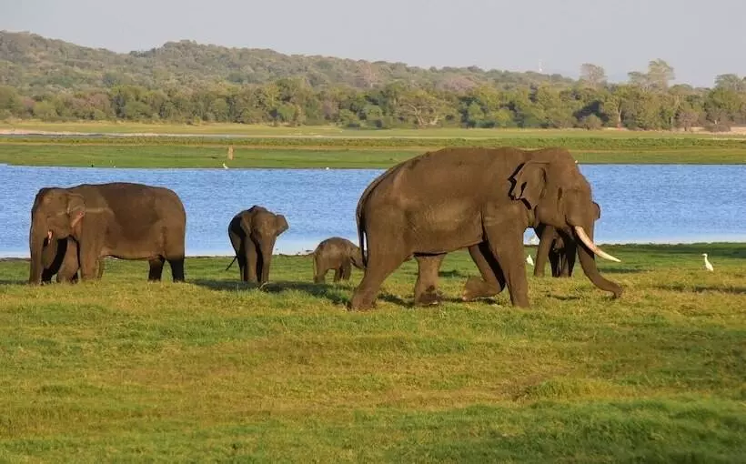 Hotelli Sigiriya Kingdom Resort