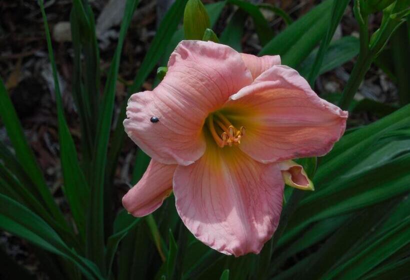 بنسيون Dogwood Springs Lodgings