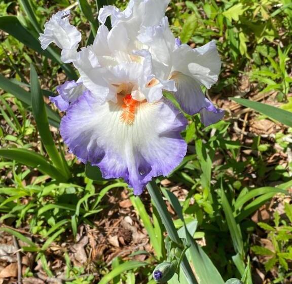 بنسيون Dogwood Springs Lodgings