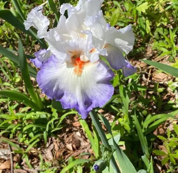 Majatalo Dogwood Springs Lodgings