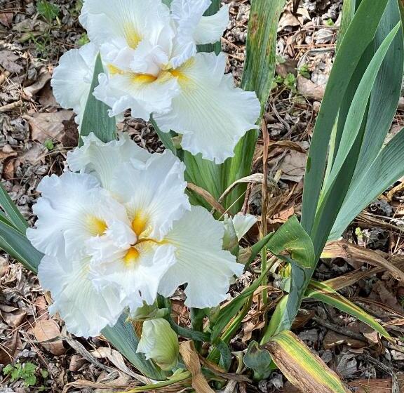 بنسيون Dogwood Springs Lodgings