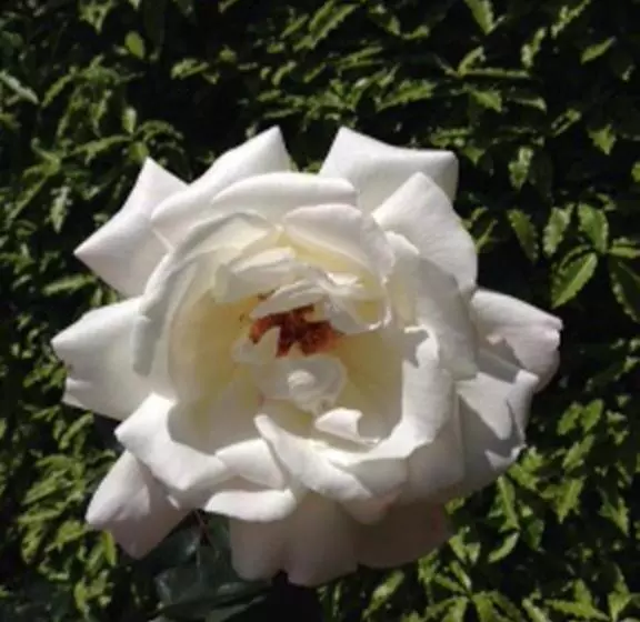 هتل Carmel Country Inn