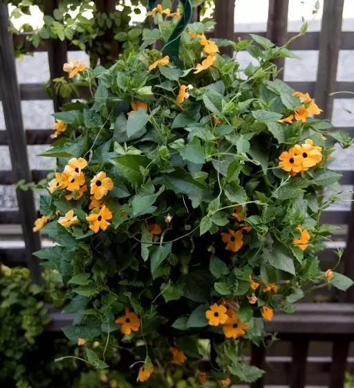 هتل Carmel Country Inn