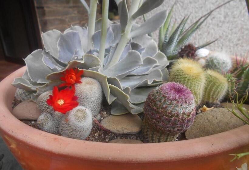 پانسیون Xardín De Estrelas