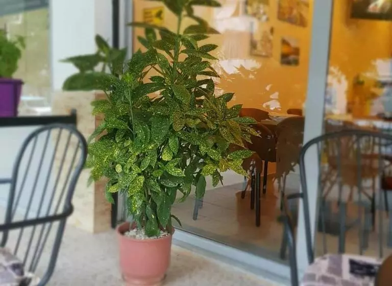 ペンション Dimitri Guest House