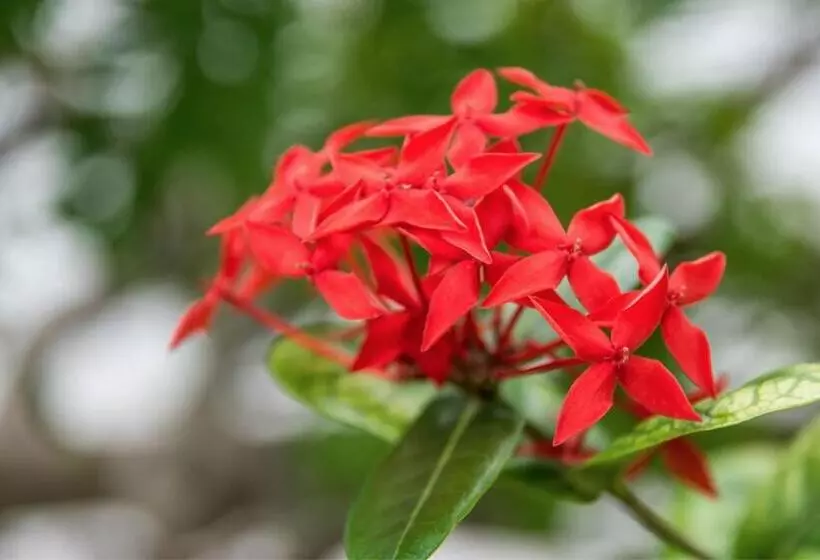 ベッドアンドブレックファースト Pousada & Food 3 Abelhas