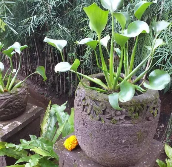 Majatalo Dazk Golden Estate