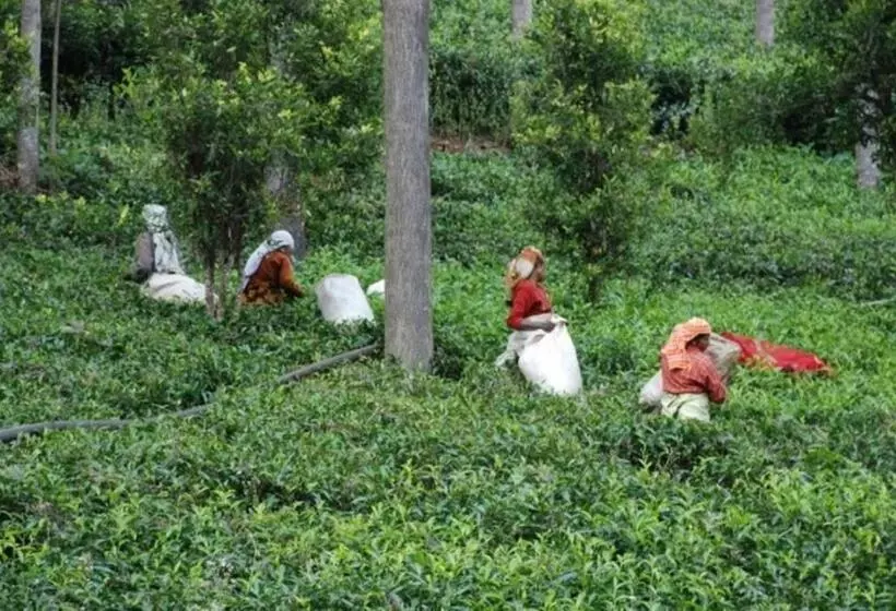 Majatalo Colonial 4 B/r Home, Great For Families, Coonoor