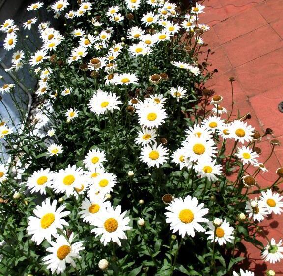 Pension Colonial 4 B/r Home, Great For Families, Coonoor