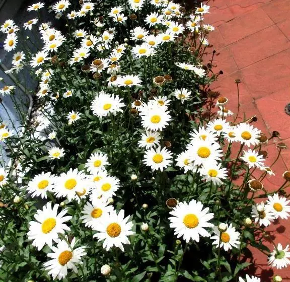 Majatalo Colonial 4 B/r Home, Great For Families, Coonoor