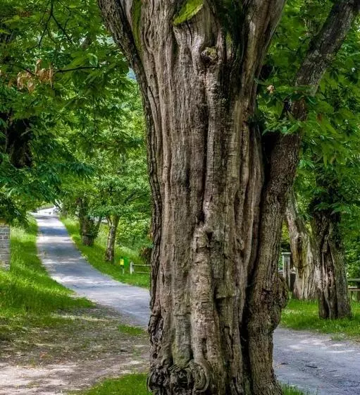 ユースホステル Grotto Zendralli