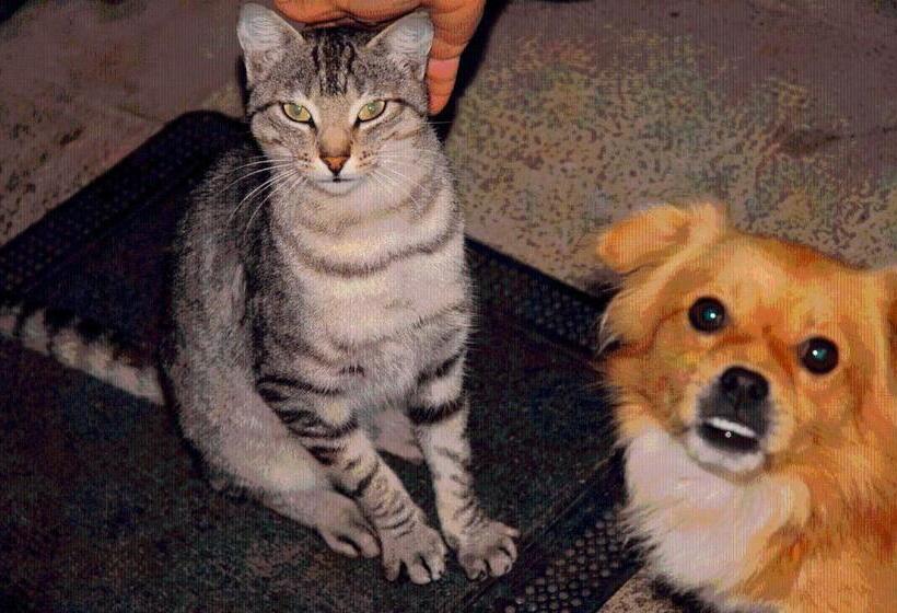 פנסיון Agroturismo Ibarre