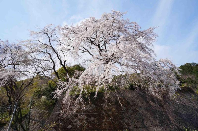 ريوكان Yugawara Onsen Apolosou