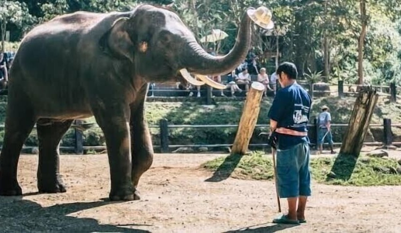 The Greenery Central Suite &