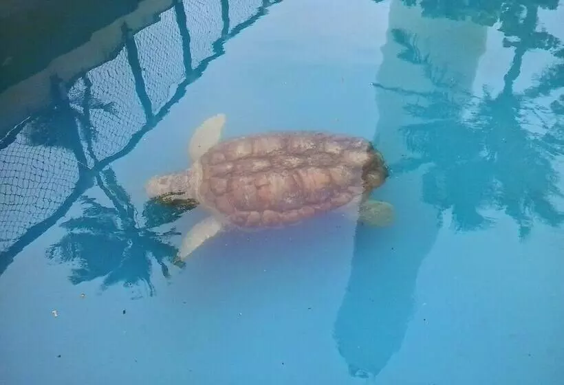 ホテル Cabanas Blue