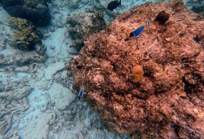 هتل Moodhumaa Inn