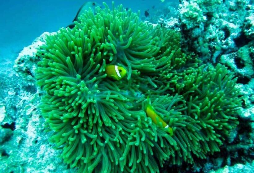 هتل Moodhumaa Inn