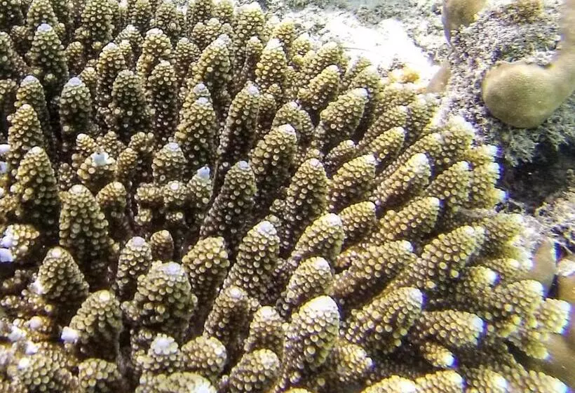 هتل Moodhumaa Inn