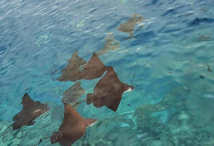 هتل Moodhumaa Inn