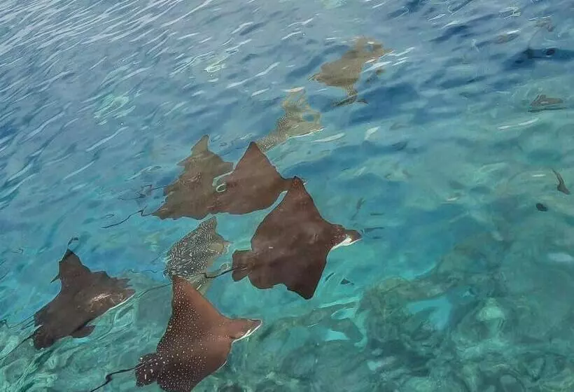 هتل Moodhumaa Inn