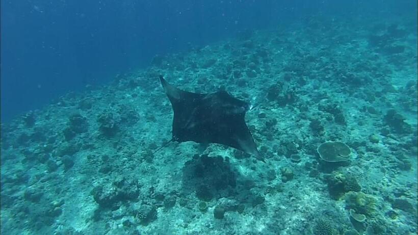 هتل Moodhumaa Inn