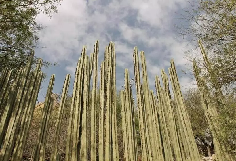 ペンション Casa De Cactus