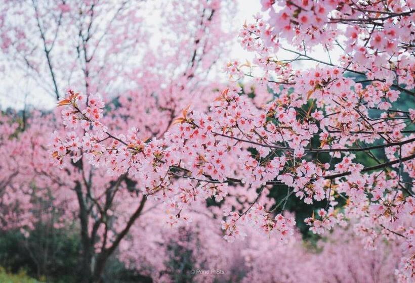 Pupiang Po Da Arte Resort