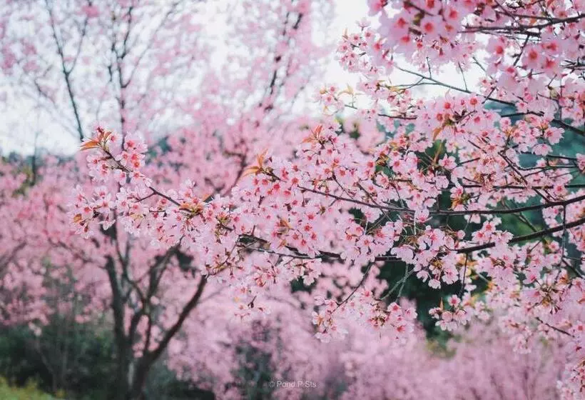 Pupiang Po Da Arte Resort