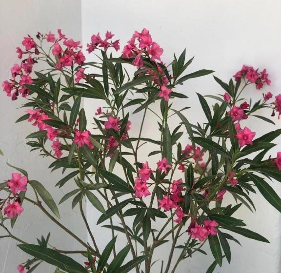 بنسيون Casa De Mare