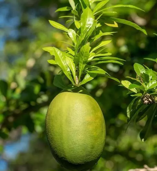 پانسیون Colleton Great House