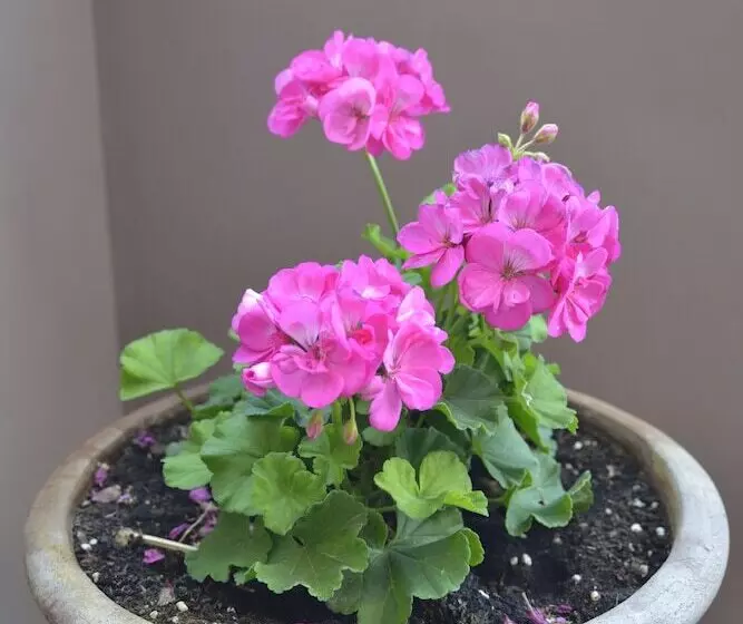 Katerina Apartments 1