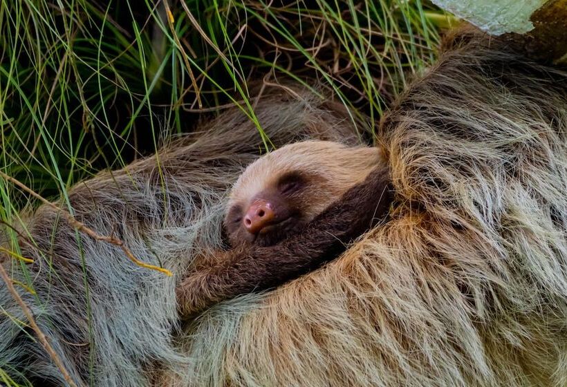 酒店 Noah's Forest By Tifakara