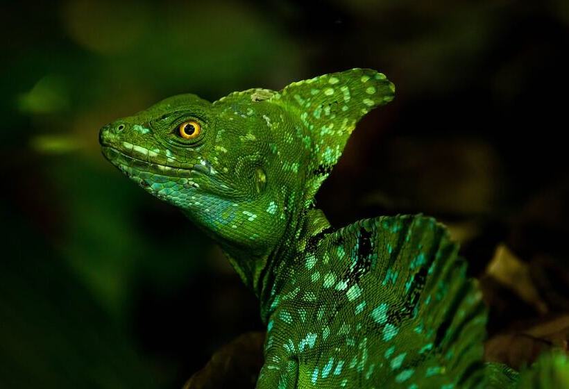 酒店 Noah's Forest By Tifakara