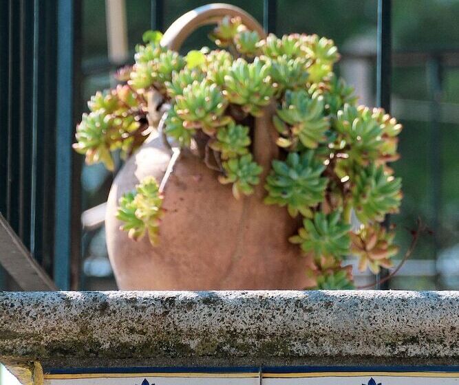 B&b Massico Apartments