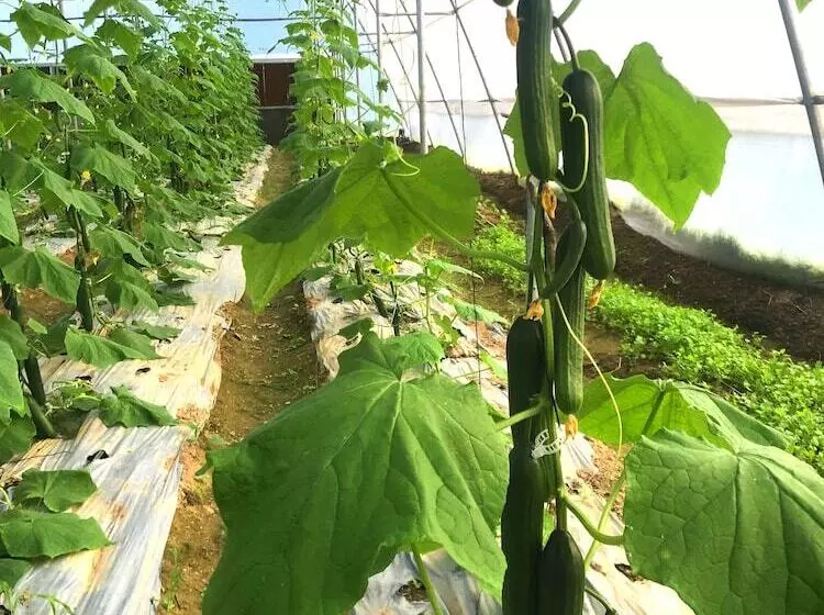 Indreni Organic Farm And Homestay   Hostel